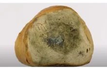 Pleśń na chlebie – czy jest szkodliwa?