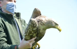 Leśnicy uratowali orła bielika. "Ktoś prawdopodobnie chciał go otruć"