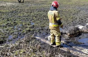 Strażacy uratowali konia, który utknął w grzęzawisku