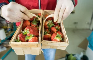 Polskie truskawki. Apel plantatorów: kupujcie nasze. Tak rozpoznasz