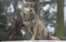 Słowacja zakazała polowań na wilki