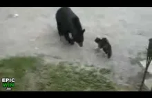 Kot vs Niedźwiedź
