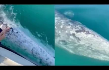 Friendly Grey Whale Swims Close To Boat