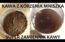 Kawa z korzenia mniszka lekarskiego (+Herbatka) ZŻ83