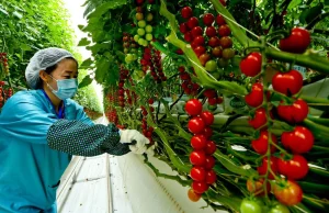 Włoskie koncentraty pomidorowe powstają dzięki pracy ujgurskich niewolników