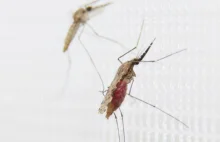 Wysoka skuteczność nowej szczepionki na malarię