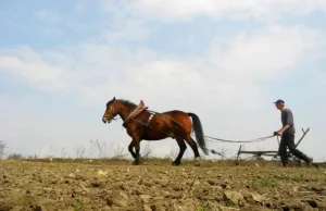 Na polskich pseudo rolników padł blady strach. Unia chce im zabrać...