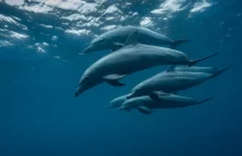 Zaskakujące odkrycie z Australii. Delfiny używają... imion