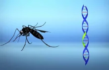 Citizen Fury As One Billion GMO Mosquitos To Be Released In Florida