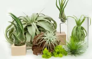 Poznaj 10 najpiękniejszych oplątw - powiększ swoją kolekcję roślin!