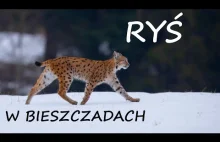 Ryś w Bieszczadach.