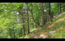 Pierwotne lasy bukowe Karpat i innych regionów Europy