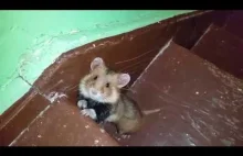 "Rosyjski szczur" wyszedł na klatkę schodową