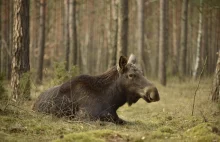 Chcemy przywrócić naturze Puszczę Kampinoską.