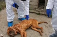 Wstrząsające odkrycie w gminie Kartuzy. Znaleziono ponad 100 martwych psów