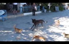 Dog and cat fight