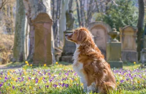 Pies zamieszkał na cmentarzu. Od dwóch lat opłakuje właściciela
