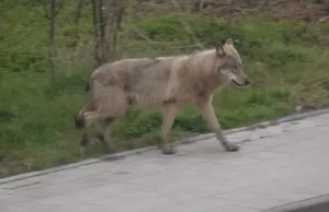 Wilk spacerował po Gdańsku