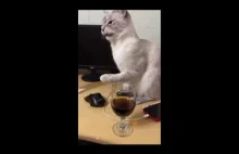 Kot pierwszy raz próbuje Coca-Colę
