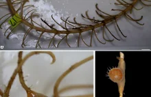 Morska symbioza sprzed 270 milionów lat