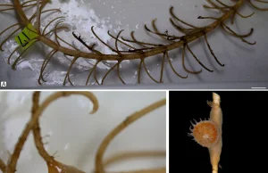 Morska symbioza sprzed 270 milionów lat