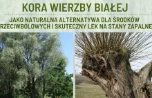 Kora wierzby białej - naturalna aspiryna.