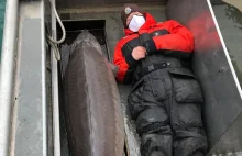 Złowiono 108-kilogramowego jesiotra. Ma ponad sto lat