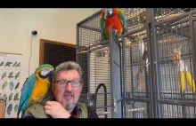 Ile kosztuje papuga Ara i dlaczego tak dużo?