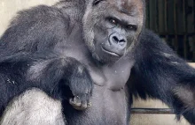 Shabani