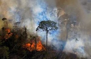 Amazonia wygenerowała 20% więcej CO2 niż zaabsorbowała w ciągu ostatniej dekady