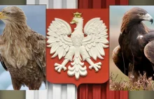 Dziś Dzień Flagi. Pora więc na kluczowe pytanie - jaki ptak jest w godle Polski?