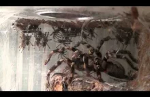 Poecilotheria regalis z dziećmi