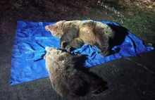Dwa niedźwiedzie zastrzelone w Tatrach. Zbliżyły się do popularnego hotelu
