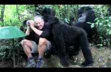 Fotograf spotyka rodzinne goryli