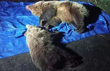 Zastrzelono dwa niedźwiedzie w Tatrach. Bo zwierzęta podchodziły pod hotel?