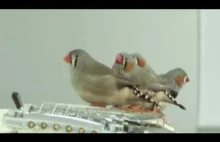 Ptaki w sali pełnej gitar elektrycznych