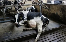 Odszkodowania za utylizację bydła ograniczą obrót „leżakami”?
