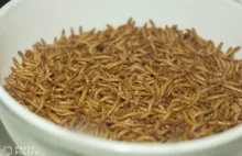 Rada Unii Europejskiej uznaje larwy chrząszcza za jedzenie