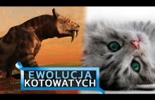 Hipermięsożerne, szablastozębne, zabójcze koty – ewolucja kotowatych