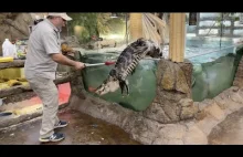 Aligator ucieka podczas karmienia.