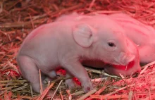 Świnie GMO pomogą alergikom. Przeszczepy świńskich narządów już za dwa lata