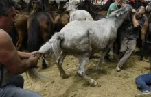 10 przykładów gdzie Europejczycy torturują zwierzęta jako tradycje