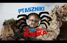 Coś dla fanów pająków Ptaszników - masz arachnofobię? Nie wchodź! :D