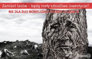 Skandal! Rząd PiS po cichu prywatyzuje lasy w Polsce!
