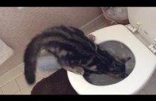 Zastosowanie toalety według kota