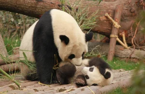 Panda wielka nie jest gatunkiem zagrożonym wyginięciem