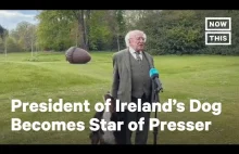 Atencyjny pies podczas wywiadu prezydenta Irlandii
