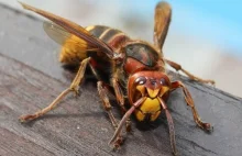 10 najbardziej przerażających owadów na świecie.