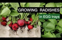 Growing Delicious Red Radish in Egg Trays