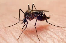 Miliony zmutowanych komarów wypuszczono w USA